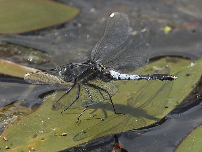 J18_0699 Leucorrhinia caudalis male.JPG